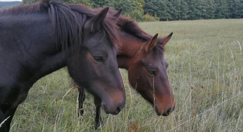 A fertőző kevésvérűség ellen nincs oltás, a lovat le kellett ölni