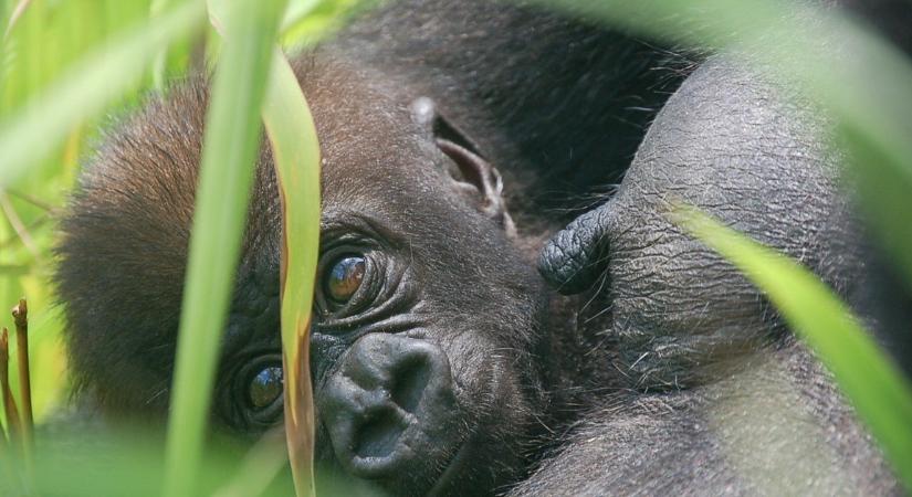30 évesen lett anya az amputált kezű gorilla, akit kétszer mentettek ki csapdából - fotón a gorillabébi