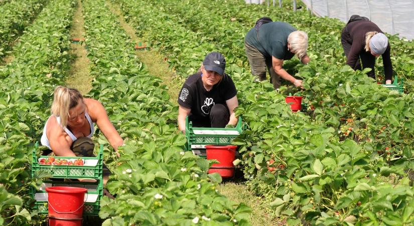 Súlyos helyzet a mezőgazdaságban: Nekimentek a gazdák az agrárkamarának, még a működési feltételeit is átvizsgáltatnák