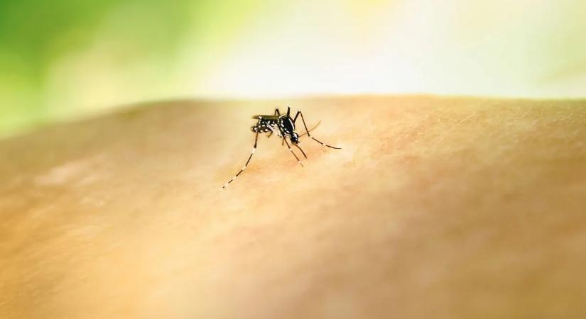 Megőrjít a szúnyogcsípés? Egy egyszerű trükkel megszüntetheted a viszketést