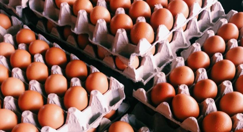 Kitört a botrány a szomszédban: nem kérnek a fiatal gazdák a külföldi tojásból