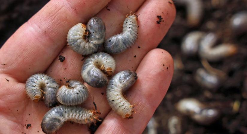 Gyógynövényekkel etetett rovarok: Zseniális magyar kutatás rázza fel az agráriumot