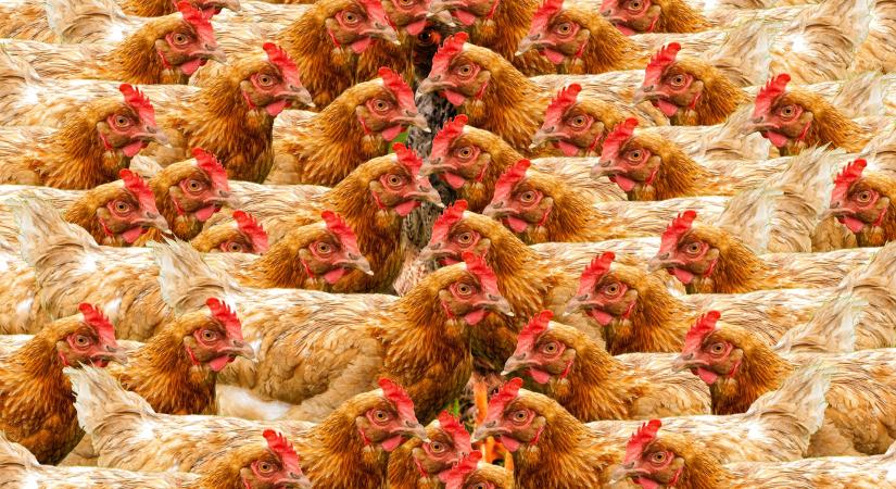 Drasztikus csökkenések a magyar tojáspiacon