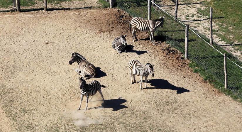 Hadházy Ákos újabb feljelentést tesz, hogy kiderüljön, miért nem szerepel mind a tíz zebra a hatvanpusztai légi felvételeken