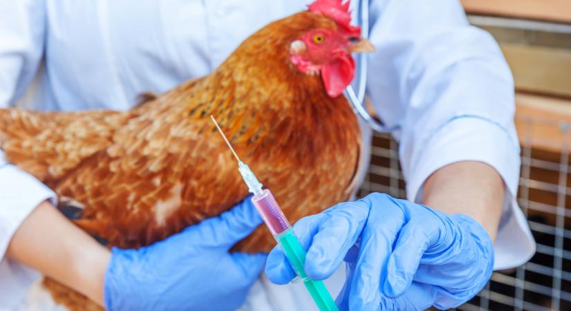Döbbenetes felfedezést tettek a madárinfluenzáról: ez mindent megváltoztathat