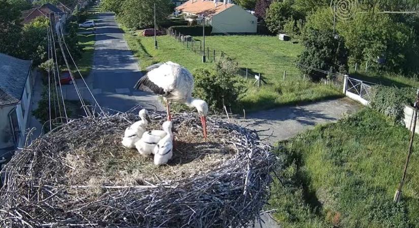 Videó: Természetvédelmi őrök mentették meg a hatvani gólyapár egyik fiókáját