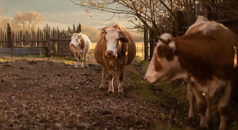 Több mint harminc Hargita megyei vállalkozó kapta meg az Open Farm tanúsítványt