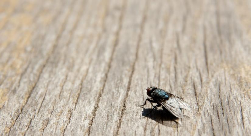 Már egy óra után hat: a filléres trükk, amivel örökre elűzheted a legyeket a lakásból