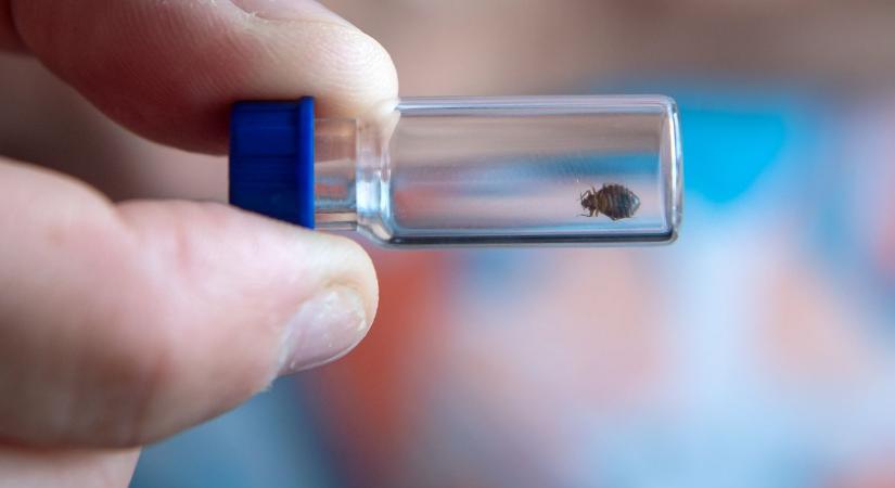 Ágyi poloska a lakásban? Így szabadulhatsz meg tőlük 31 egyszerű lépésben