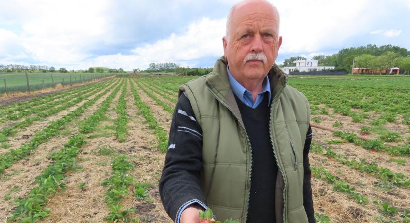 Már szedhető az eper Bágyogszováton, István a fiával gazdálkodik