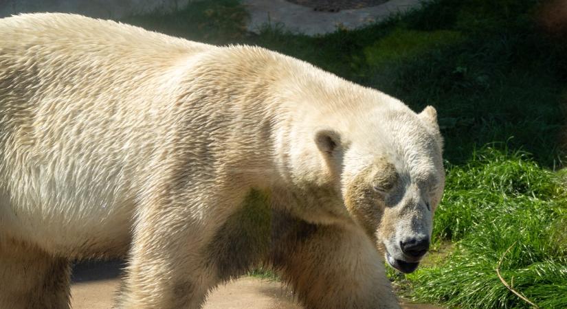 Szívszorító hír: elpusztult Lloyd, a Nyíregyházi Állatpark legendás jegesmedvéje