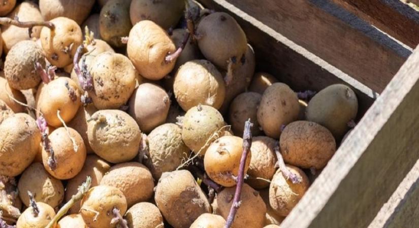 Ne ijedj meg! Ezért zöldül meg a burgonya – és így hozhatod helyre!
