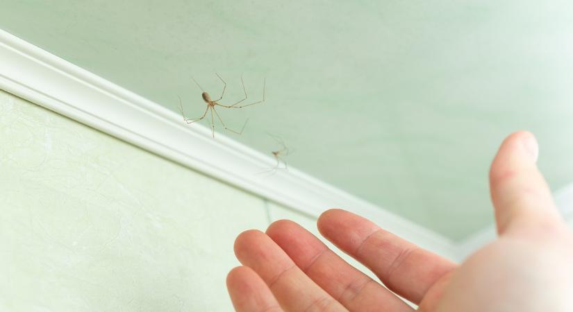 Sokan félnek tőle! Mit jelent, ha hosszú lábú pókot látunk az otthonunkban?