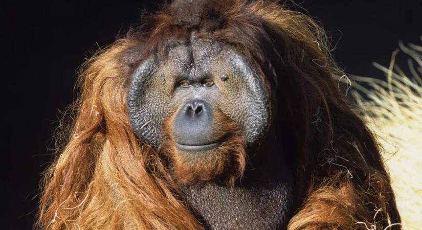 A szőrös Houdini egyszer csak azért szökött meg, hogy egy másik orangutánt terrorizáljon