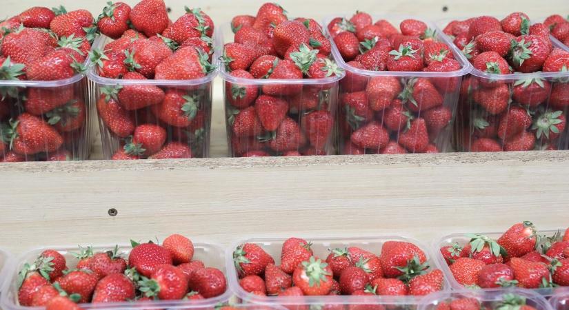 Hol a legolcsóbb az eper Vasban: hipermarket, piac vagy szedd magad?