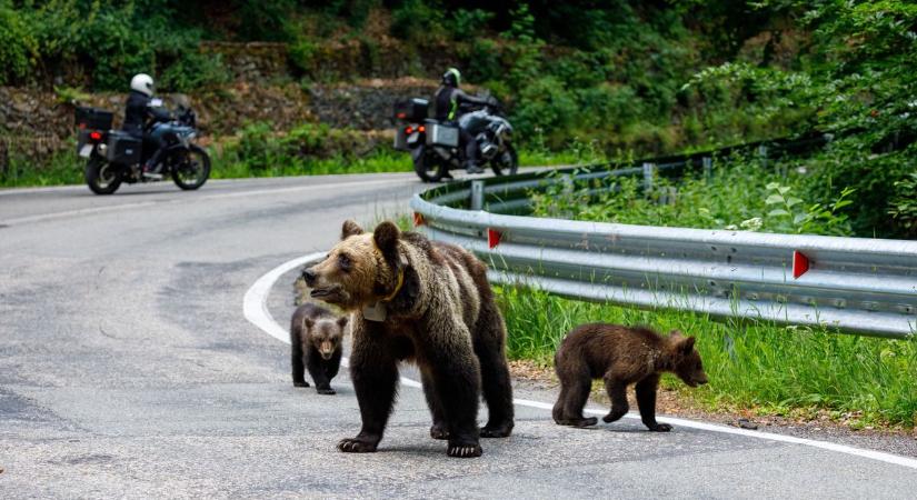 Tíz pontban arról, miből ért a medve, ha belefutunk