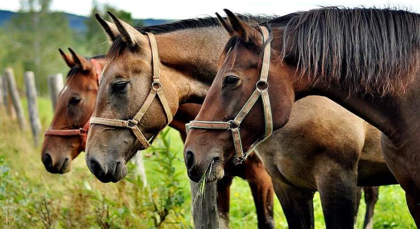 Vádemelés: lovak okoztak halálos balesetet a 26-oson