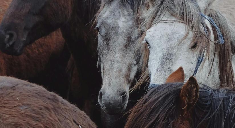 Kiszökött lovak okoztak halálos balesetet a főúton
