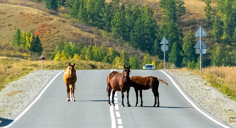 Halálos balesetet okoztak a kiszökött lovak – felelősségre vonták a tulajdonost