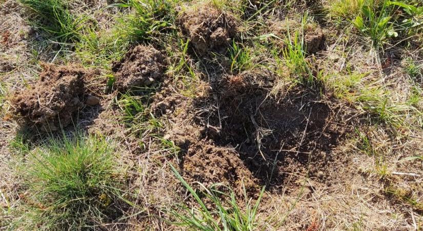 Rendőrségi ügy: egyetlen éjszaka alatt ásták ki a természeti kincseket
