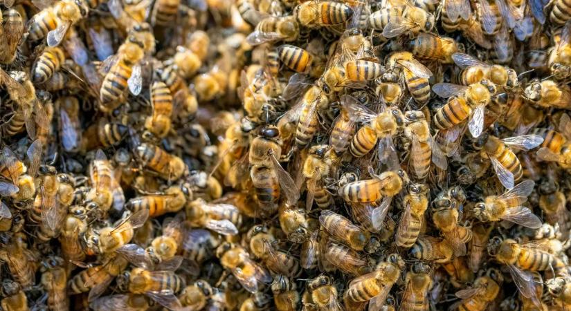Horror Budapesten: lezuhant a létráról, a földön fekve támadta meg ötvenezer méh