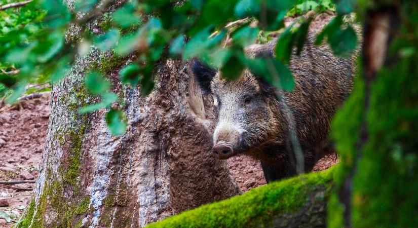 Új technológia a vadgazdálkodásban, drónos állományfelmérés a Dráva térségében