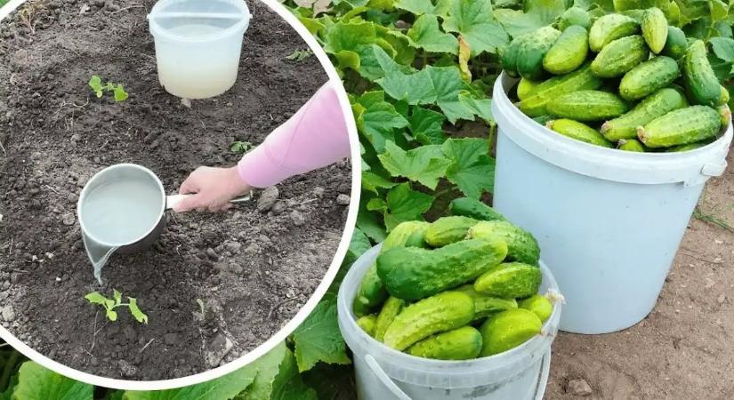 Csak háromszor locsoltam meg ezzel az uborkát: most már a szomszédoknak is jut belőle