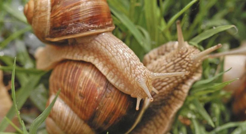 A te kertedben is megjelentek a csigák? Mutatunk néhány bevált módszert a veteményes védelmére
