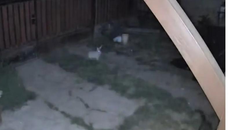 Vérnyúl támadott az éj leple alatt: a rolleres után itt az újabb áldozat – videó