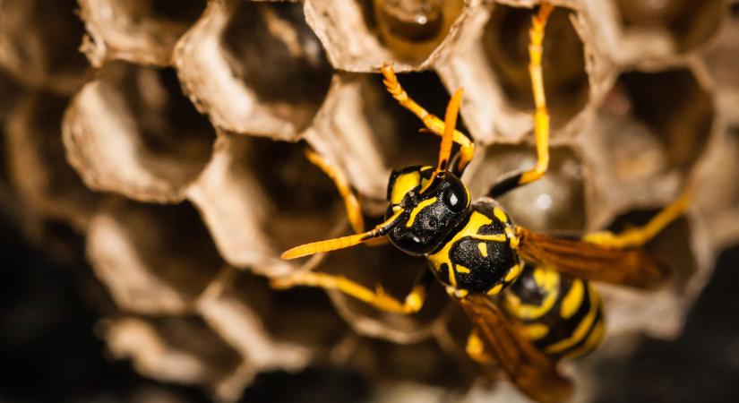 Berepülnek a darazsak az ablakon? Egy egyszerű trükkel tehetsz ellene