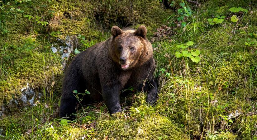 Mindennapos a medveriasztás Háromszéken: új szabályokkal gyorsíthatják a kilövést
