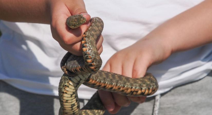 Még a ragadozók is menekülnek, méter feletti siklókba futhatunk a Balaton-parton (galéria)