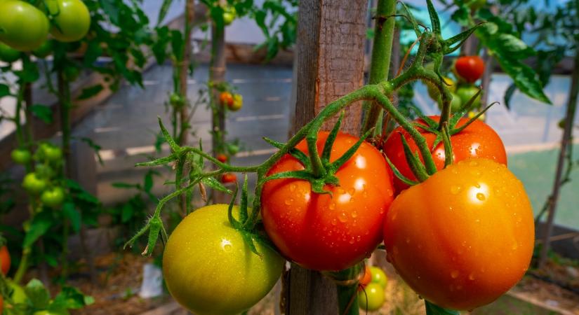 Ezért tekernek a tapasztalt kertészek alufóliát a paradicsom tövére
