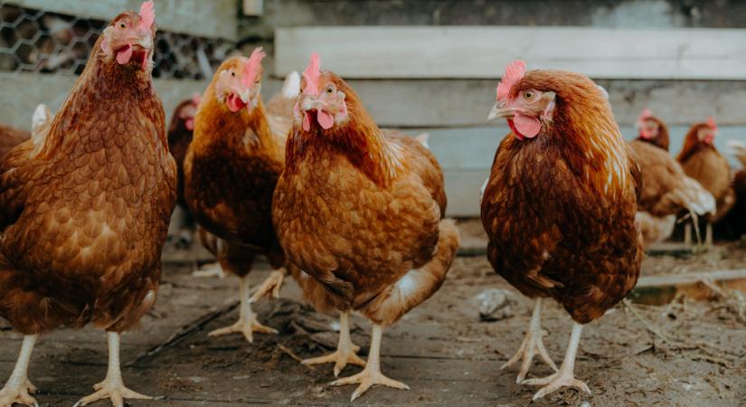 Rendkívüli intézkedés a baromfitelepeken: komoly kísérlet indul