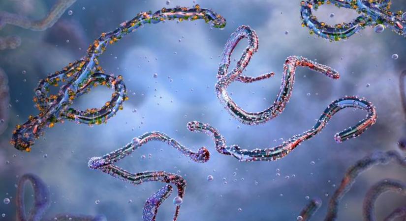 Most tombol a történelem egyik legnagyobb ebolajárványa: nincs védőoltás a ritka afrikai vírustörzs ellen