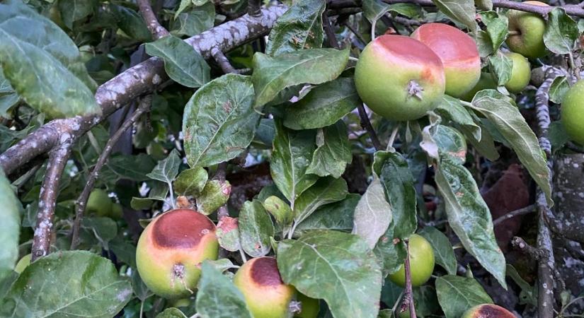 Naptejet a levélre! Így védd az égéstől kerted növényeit