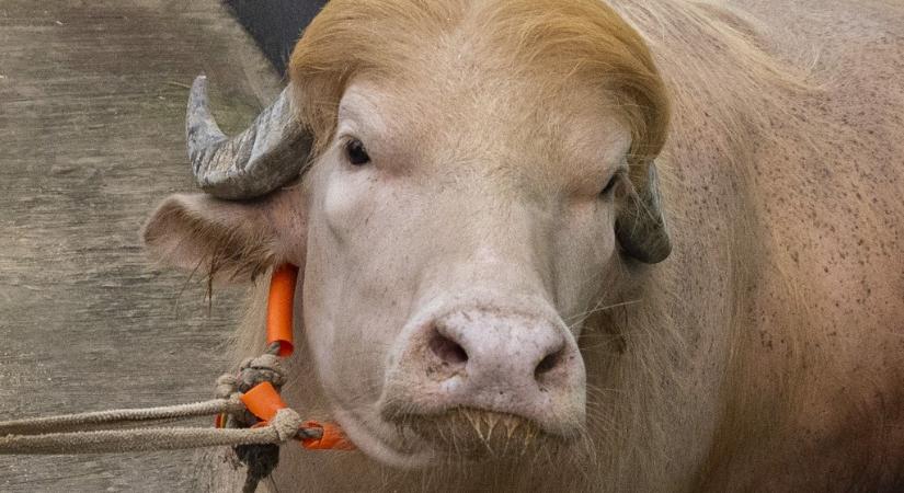 Internetes népszerűsége mentette meg a szőke frufrus bangladesi bivaly életét, akit Donald Trumpnak kereszteltek el
