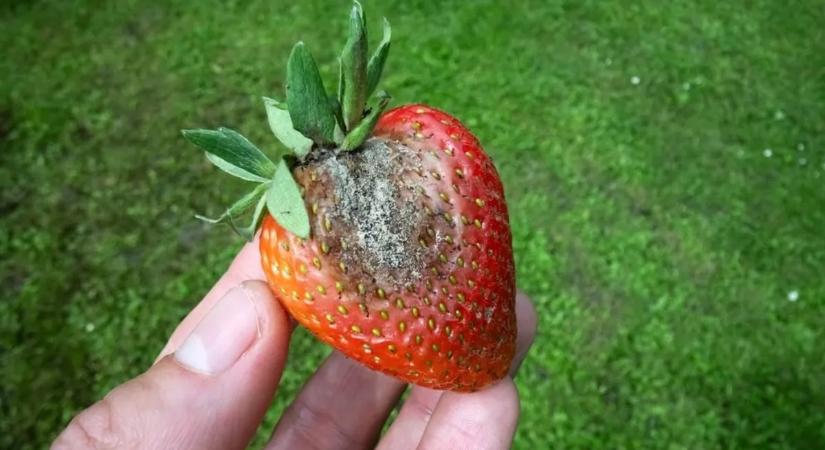 Megeheted a penészes gyümölcsöt, ha levágod a romlott részt? Szakértő válaszol