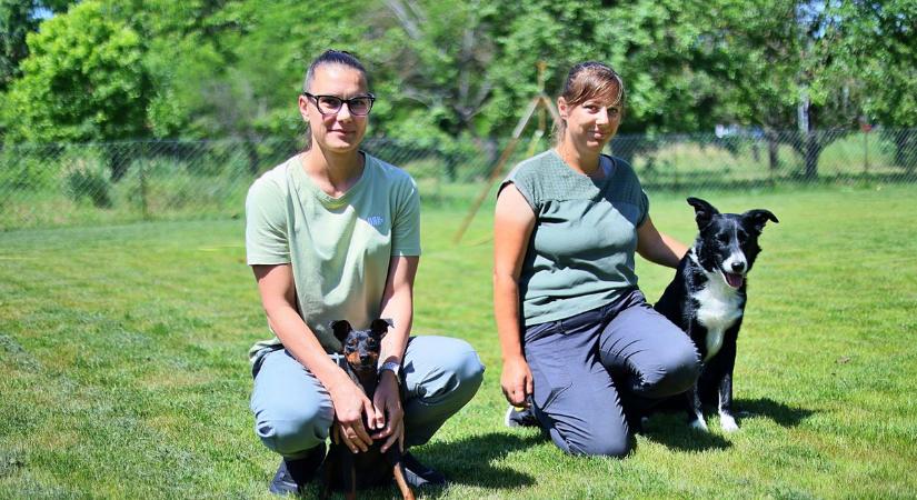 Heti ötször edzenek és fizioterápiára járnak a vármegye négylábú sztárjai