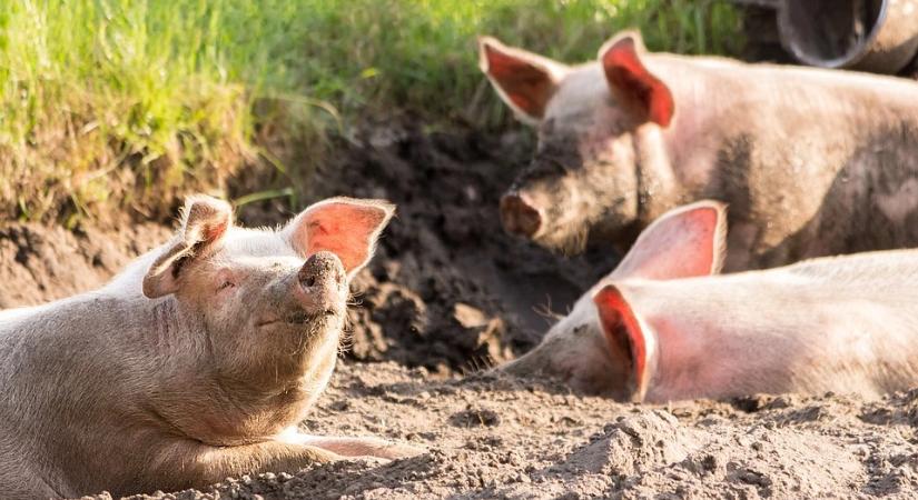 Magyar kutatói közreműködés segíthet az afrikai sertéspestis visszaszorításában