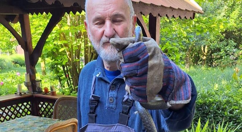 Óriási fészekrabló hüllőt csípett nyakon a nyugalmazott agrármérnök! (VIDEÓ)