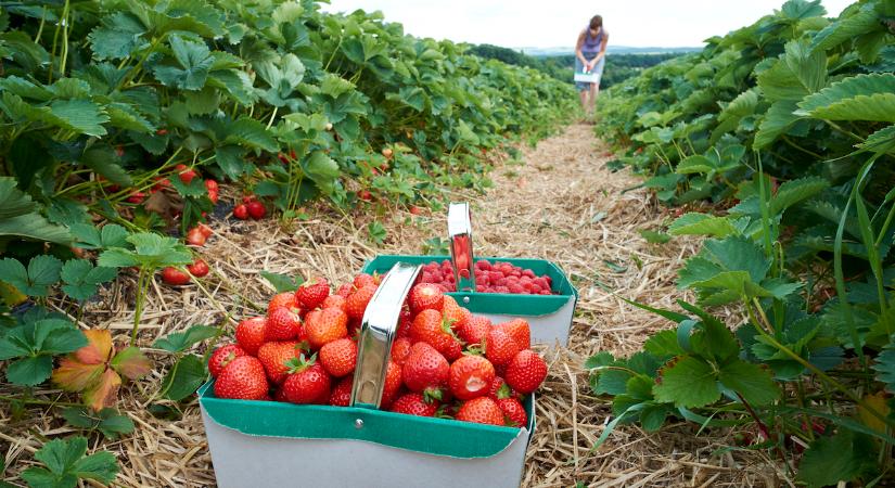 Ennyi epret ehetsz, ha diabéteszes vagy – nem is olyan keveset, mint gondolnád!