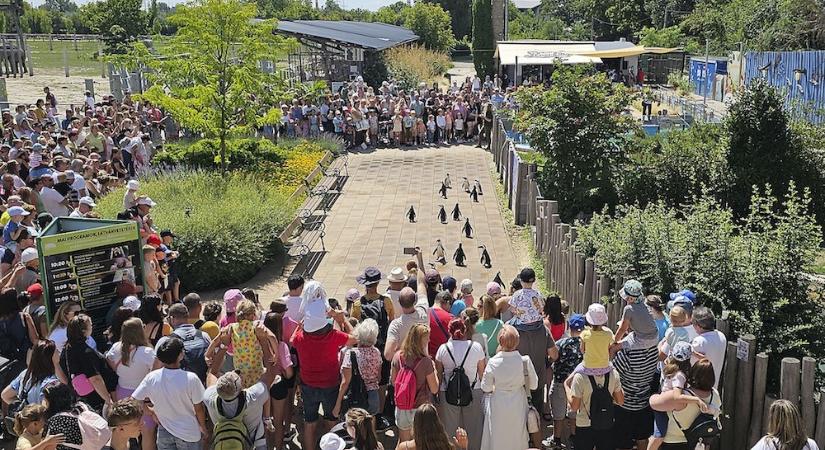 Egész hétvégés gyereknapi programkavalkáddal készül a Győri Állatkert