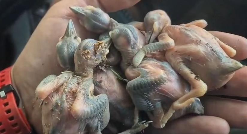 Lecsapott a vihar Fejérben, a kárelhárítás mellett madárfiókákat is mentettek – videóval