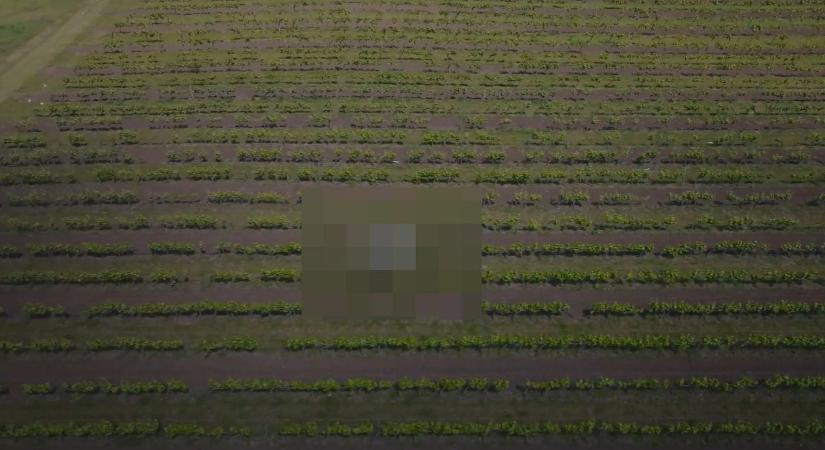 Mi repked az egri szőlők fölött? - ez még a sokat látott gazdáknak is új