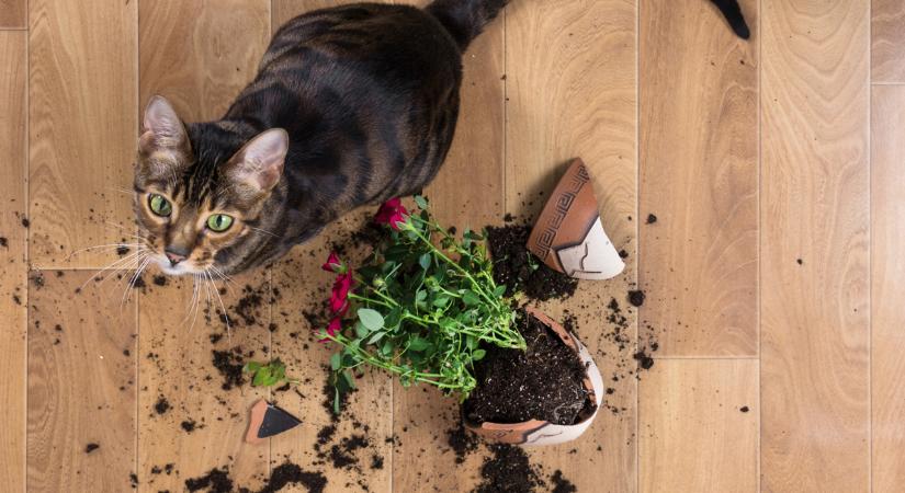 Ezért lök le mindent a macska az asztalról – itt a magyarázat!