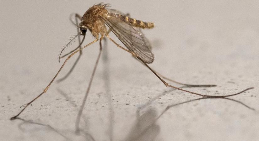 Tovább csíphetnek ősszel a szúnyogok a kültéri lámpák miatt