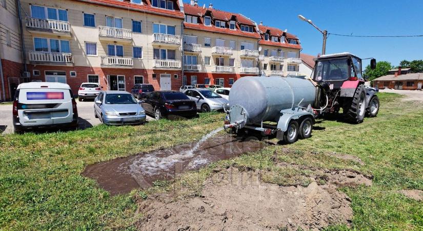 Különleges madármentő hely készült a tiszakécskei bérlakások mögött  videó