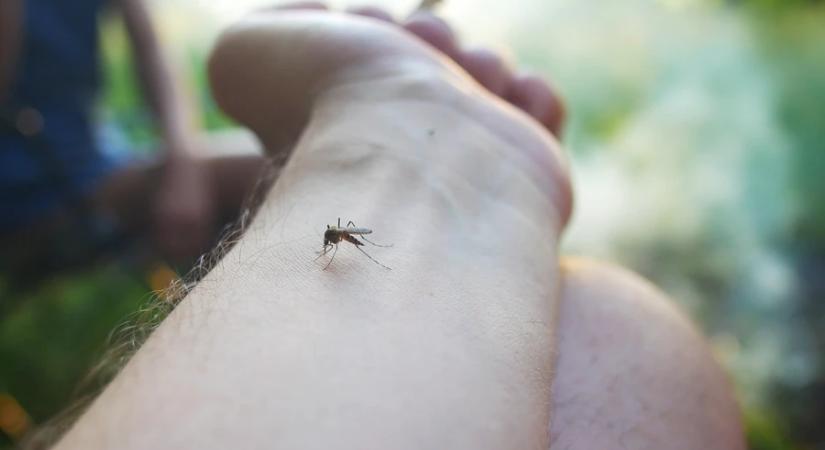 Szúnyogirtás lesz a nagyobb folyók és tavak mentén