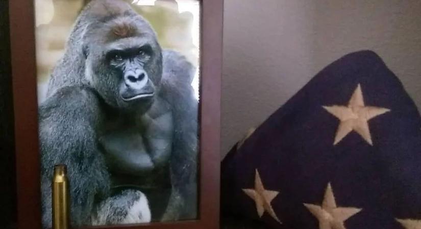Tíz éve lőttek le egy gorillát, aki 11 ezer szavazatot szedett össze az elnökválasztáson